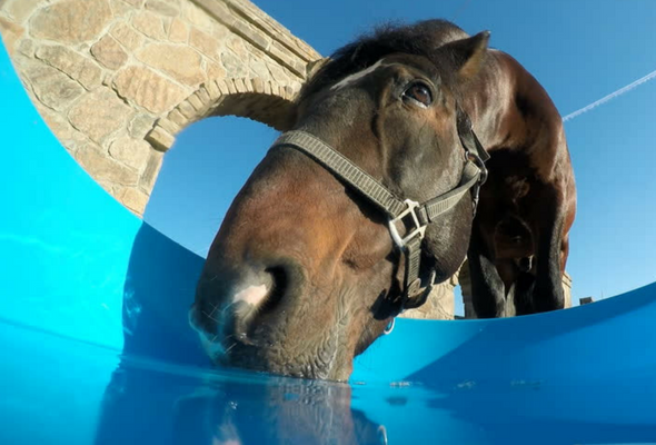 Los electrolitos y la hidratación del caballo