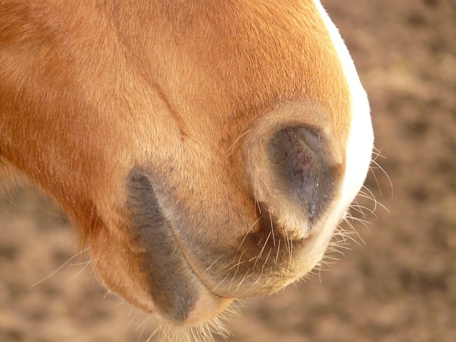 La boca del caballo, embocaduras