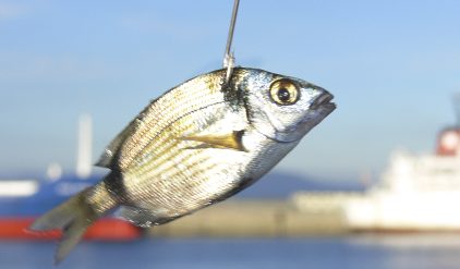 Pesca con cebo vivo · Blog de pesca · Álvarez