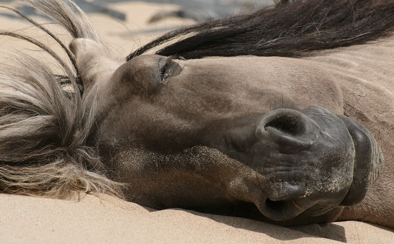 La cama perfecta para tu caballo