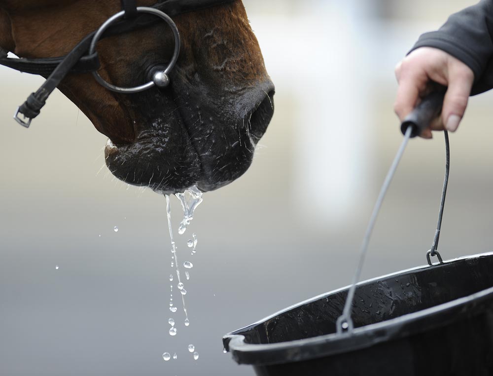 ¿Qué cantidad de agua necesita mi caballo?