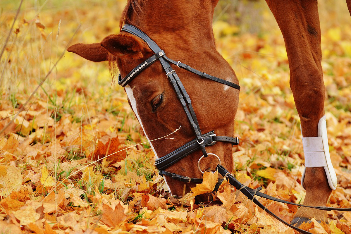 Cuidados del caballo en otoño