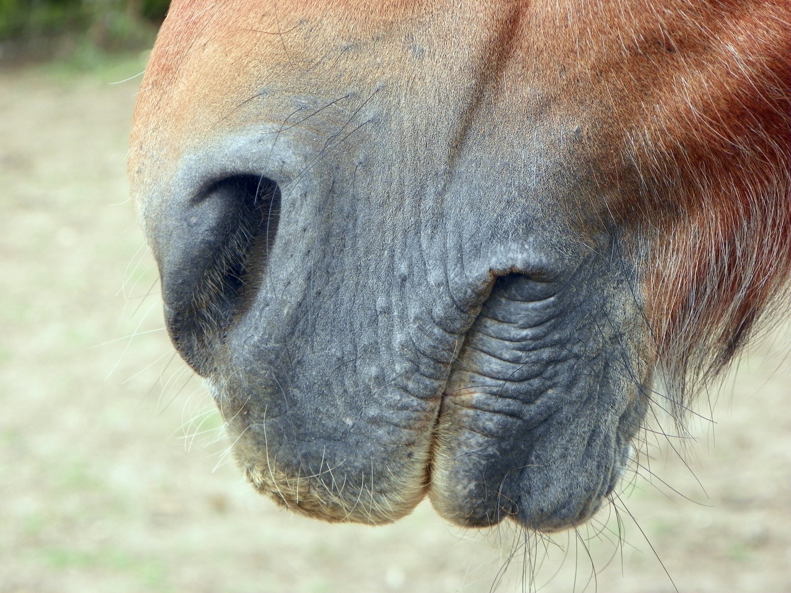 Cómo medir las constantes vitales del caballo