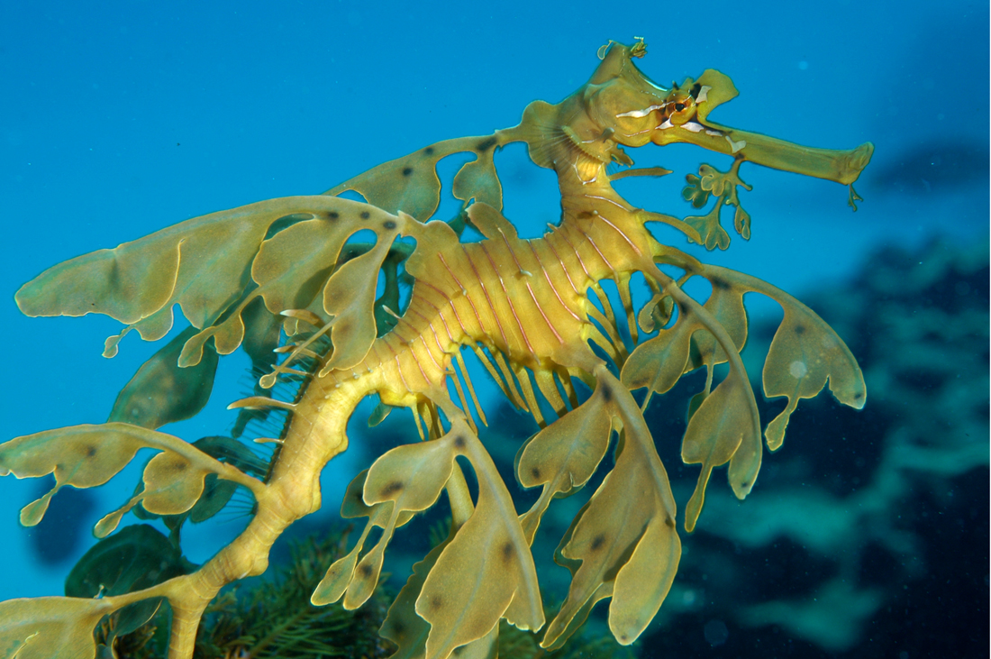 Dragón de mar foliáceo