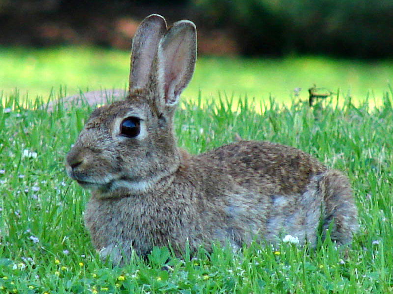 Media veda: Descaste de conejos