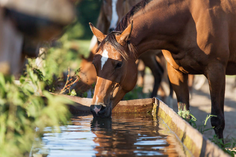 Cómo evitar la deshidratación en el caballo