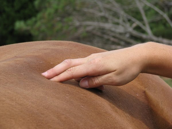 Duración del masaje al caballo