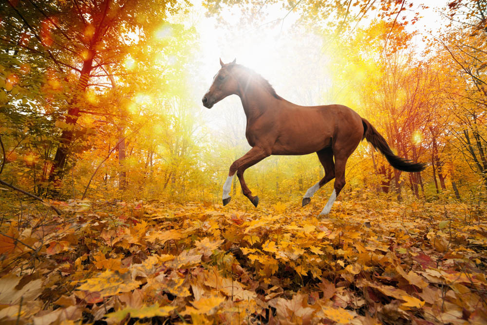 Mejorar la salud mental y emocional del caballo