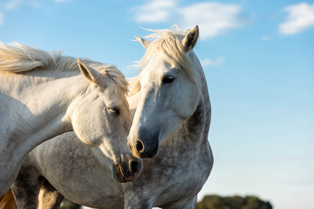 ¿Cómo expresan los caballos su estado anímico?