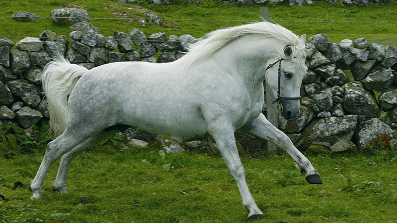 Pony Connemara