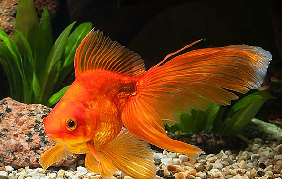 Pez Goldfish