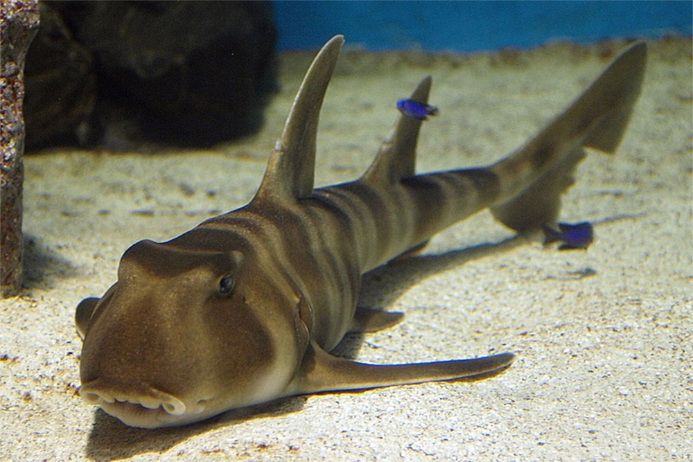 Tiburón Cornudo Japonés