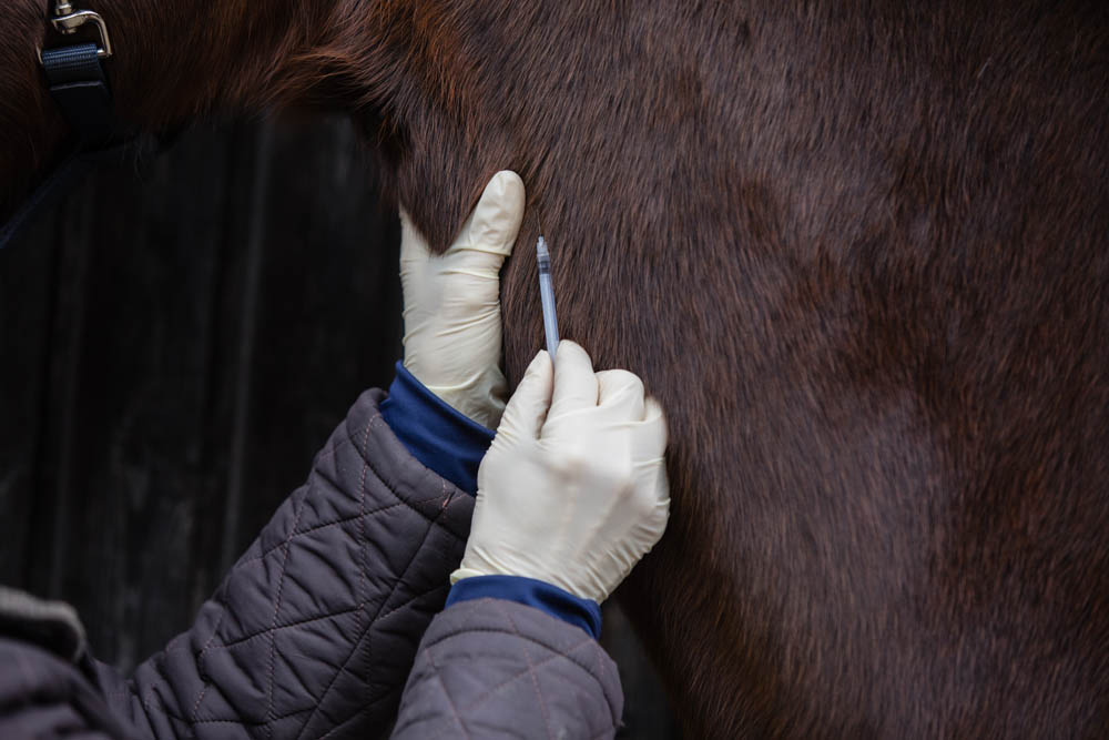 Vacunas para caballos